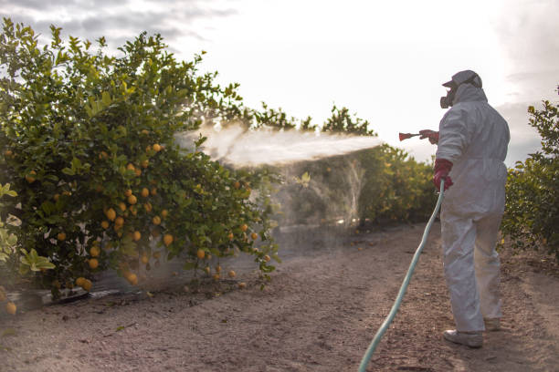 Best Ant Control Services  in Belle Haven, VA