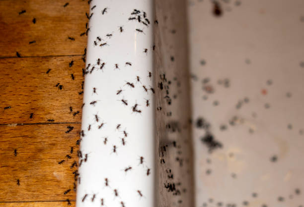 Best Pest Prevention Services  in Belle Haven, VA